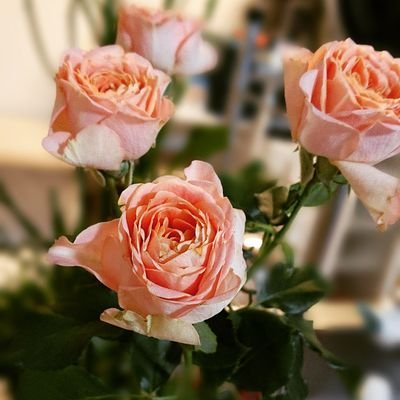 hsparpar's profile picture. 日々をせわしなくのんびりと過ごす、いい大人。