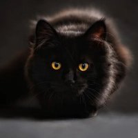 GatoLife (@gatolife81) Twitter profile photo