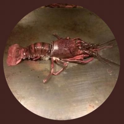 海底から浮上🦐🥺 ◆ 鉛筆画家✏️◆北星鉛筆株式会社第1回&第2回鉛筆画コンテスト入賞🏆 ◆一級建築士◆ENTJ(指揮官)