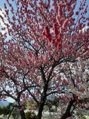 高校で地歴公民を教えています。