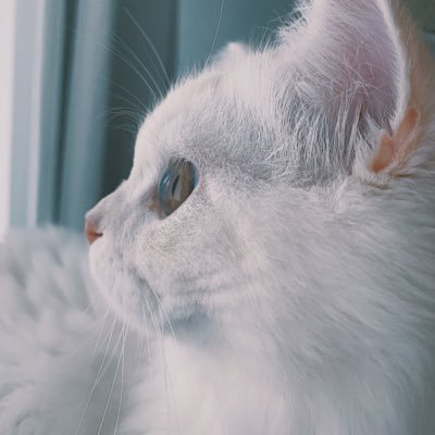 2021/3/31にお家にやってきた🐈🐾.........................サイベリアンのシュニー君の成長記録🐾..................フォロー、いいね、RTをして頂けると嬉しいです2020/11/08🎂※フォロバ制限の為、毎日少しずつちゃんと返しますので少々お待ちください。