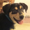 Ronon Dex (Barnes) - @Rononthepup - Twitter