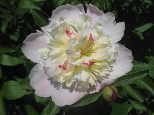 jimlegge's profile picture. Have Muse, Will Travel