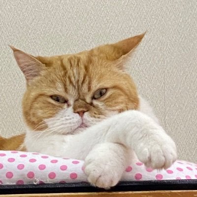 浅羽通明の古書窟 Bakenekobooks ふるほんどらねこ堂 犬派のきみには狂狷舎 Doranekodo Twitter 浅羽通明の古書窟 Bakenekobooks ふるほんどらねこ堂 犬派のきみには狂狷舎 Doranekodo Twitter
