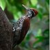 Ceylon Birding 🦉🇱🇰 (@birdingceylon) Twitter profile photo Ceylon Birding 🦉🇱🇰 (@birdingceylon) Twitter profile photo