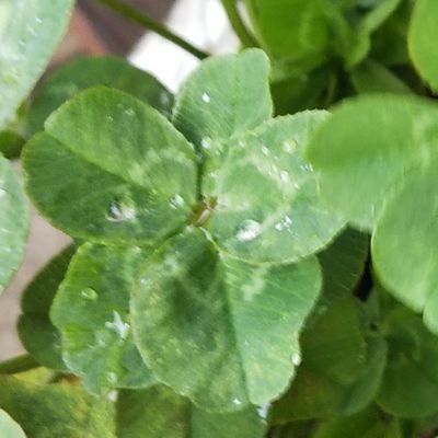 五つ葉のクローバー 7eaxtepi5j4dcbb Twitter