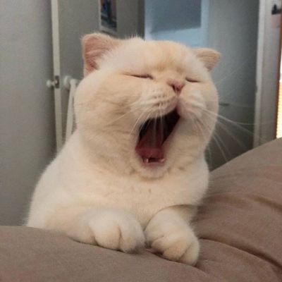 dmmtimor's profile picture. https://t.co/rb5qKU9PLI timor.eth@mail3.me