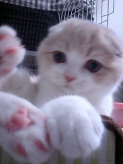 わが家のネコ☆スコティッシュホールド(折れ耳、クリーム色)2007年1月10日生まれ♀
名前はらん。
ネコ好きによるネコ好きのツイートのみにして参ります(*^^*)
