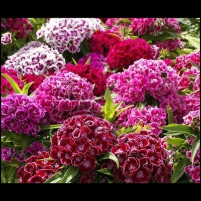 helmandwal's profile picture. 