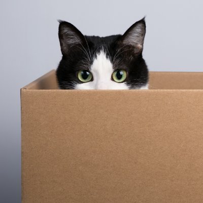 Cat In A Box Profile