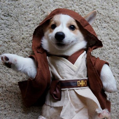 May the #Doge be with you...
Diamound paws 💎🐾