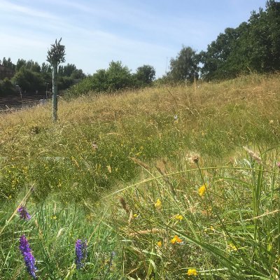 Campaign to save the Railway Children Embankment in Grove Park #SE12 from development to create The Railway Children Urban National Park #MOL #SINC