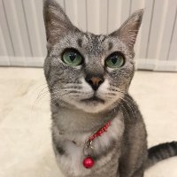 のるにゃん (@amoroso1206) Twitter profile photo