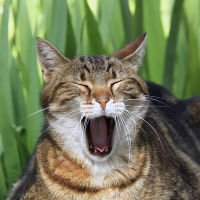 猫あくび (@catnap16) 's Twitter Profile
