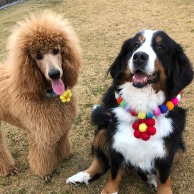 fIfLtUeA7yugsc0's profile picture. わんず大好き🐩🐶 長崎大好き⛪️ 子ども大好き🧒👦   「個性は光、出会いはプリズム、未来は∞（無限）」