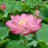 蓮花のアイコン