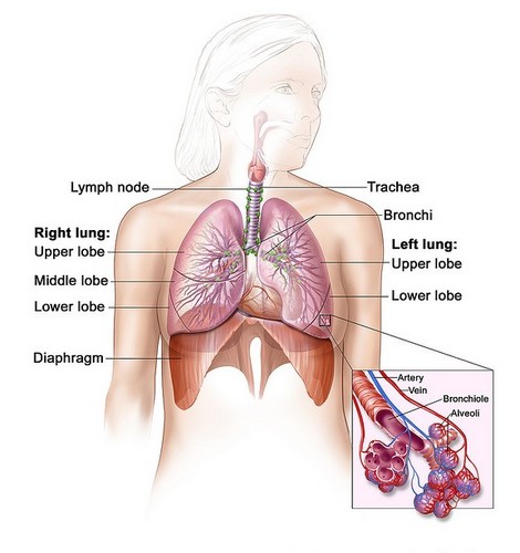 Get the mesothelioma article here