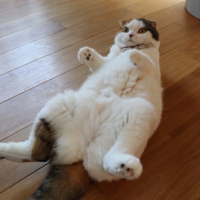 misatoさんのプロフィール画像