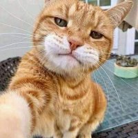 Thesidneethood (@f_meherin) 's Twitter Profile