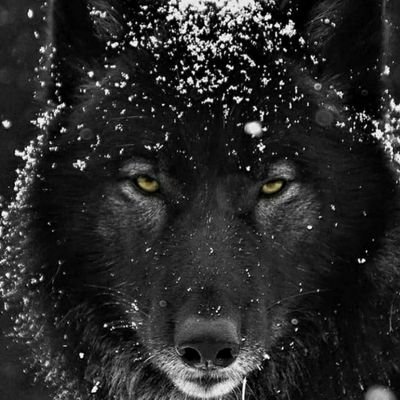 Bloodwolf1511's profile picture. puppy name is Tyson he is born 1.6.21 
hallo puppy world wuff wuff