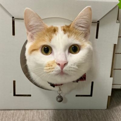 solala515's profile picture. モンハンnow