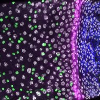 FoxLabDuke (@foxlabduke) 's Twitter Profile