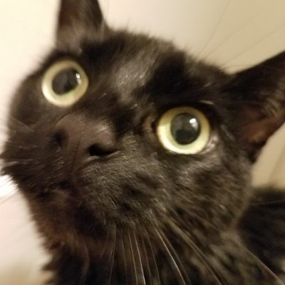 ERVetStories's profile picture. Musings and stories from life as a small animal #EmergencyVeterinarian. ABVP Diplomate, ER junkie. New site is live: https://t.co/iM9vWMHm3R