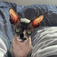 MIRA (@dellosalyona) Twitter profile photo