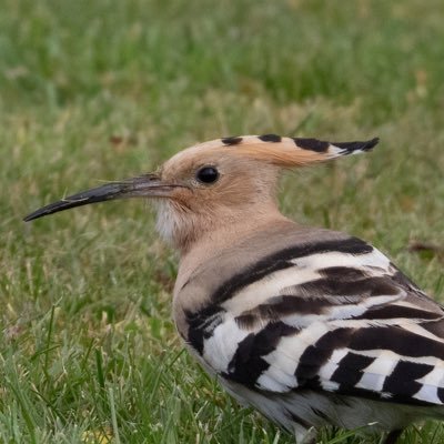 Hampshire birder focusing on Basingstoke & Deane district; well someone has to! Keen twitcher but mostly just adding to my Hampshire list nowadays.