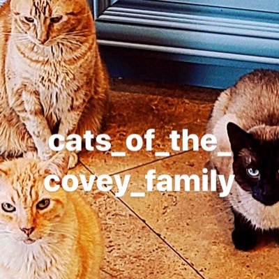 🐱BEST CATS AND KITTENS AROUND🐱 
🥰IN A LOVING HOME🥰 
🐈COVEY CATS🐈