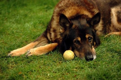 I'm a German Shepherd dog. BARK BARK BARK BARK (1998-2012)