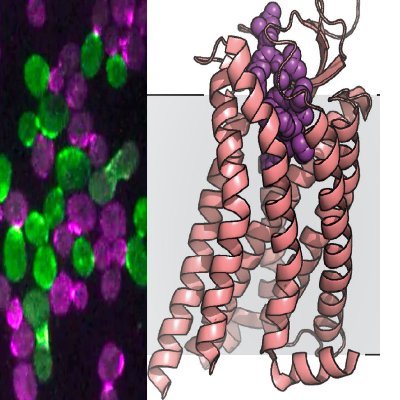 A collaborative department with associated PhD programs broadly focused on research related to cellular signaling and its impact on disease