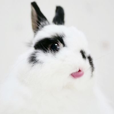 ジャージーウーリー🐰と暮らしています。いっしょにいられる日々を大切に。