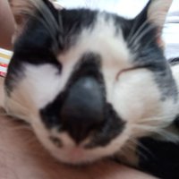 คนนกที่เป็นทาสแมว (@really_nok) 's Twitter Profile