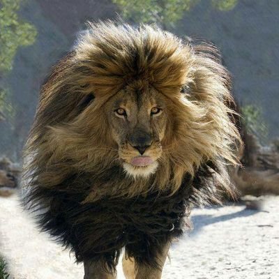 chivolive77's profile picture. Keep the car running