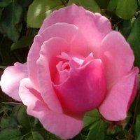 Tracy Howard (@tracywithayc) 's Twitter Profile