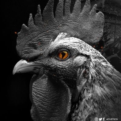 andremourarm's profile picture. Aqui é Galo!! 🐔