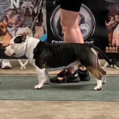 Home of First Lady & Dr. Manhattan 🥶 ABKC Pocket Bullies 🐶 Family Raised 🏡 Stud Services/Puppy Info DM 📩 Instagram: @thecoastalkennel