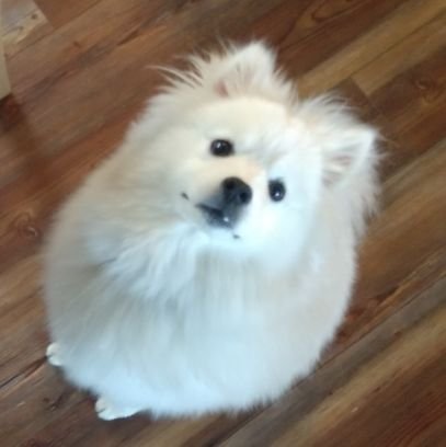 Jeanett73191906's profile picture. Retired Certified Equine Massage Therapist; SummitMax Equine & EternaPure/Summit Animal Health ind. rep; artist of sorts, loving cryptocurrencies