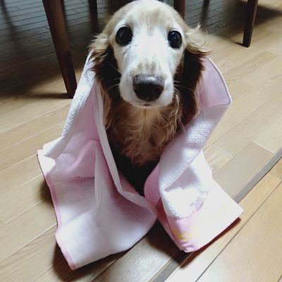 ichanstudytweet's profile picture. 25年3月法政大学通教経済学部商学科卒業 只今、英語、韓国語、中国語勉強中
英語はNative Camp、韓国語、中国語はDuolingo、SuperChinese でトライ中🤣
無言フォローお許しください