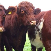 MacGregor Farming Partnership (@macgregorfarmi1) 's Twitter Profile