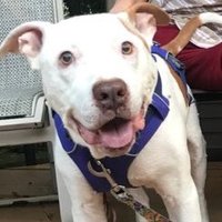 Angel Scooby (@scoobydadog) 's Twitter Profile