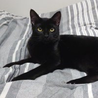 秋野ナス子【北陸のペット防災】 (@musashiyukikaze) 's Twitter Profile Photo 秋野ナス子【北陸のペット防災】 (@musashiyukikaze) 's Twitter Profile Photo