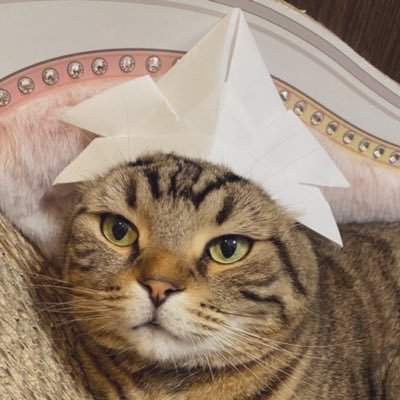 猫とゲーム好きのおっさんです😸 無言フォローもどんとこい(*´ω｀*) イイねとRTされると小躍りします🐈 妻がインスタやってます🐈良かったら見に行って下さい(´ω｀) ゲーム友達募集中🤝 ゆうり♂11歳 スコティッシュフォールド はるま♂ 9歳5ヶ月🌈アメリカンショートヘア