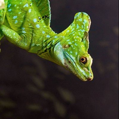 DbuiZin's profile picture. 25のめーる  フッ軽募