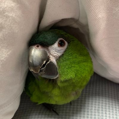 コミドリコンゴウインコ人懐っこくてとても可愛いです。色んな鳥の画像や動画を見てるのが好きです。無言フォローすみません💦よろしくお願いします。いつかヨウムを飼ってみたいなぁ…