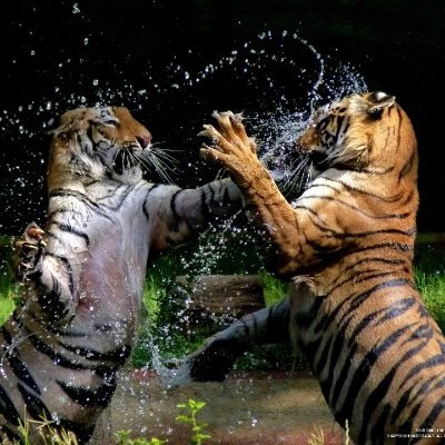 SElenidis's profile picture. τα τελομερή μου μέσα!