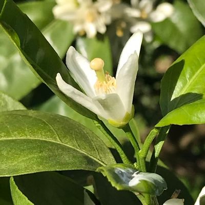 jm3wbn's profile picture. 和歌山“ありだ みかん"栽培 アマチュア無線 3.5Mhz〜1200Mhz 。デジタル簡易無線・特小・市民ラジオ ・デジタル小電力コミュニティ無線。第一種銃・罠で狩猟もやってます。