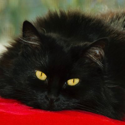 LeChatMitten's profile picture. Natural world. Flora & Fauna. Gardening. Photography. Animal lover.