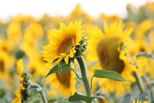 Blood4Orange's profile picture. 